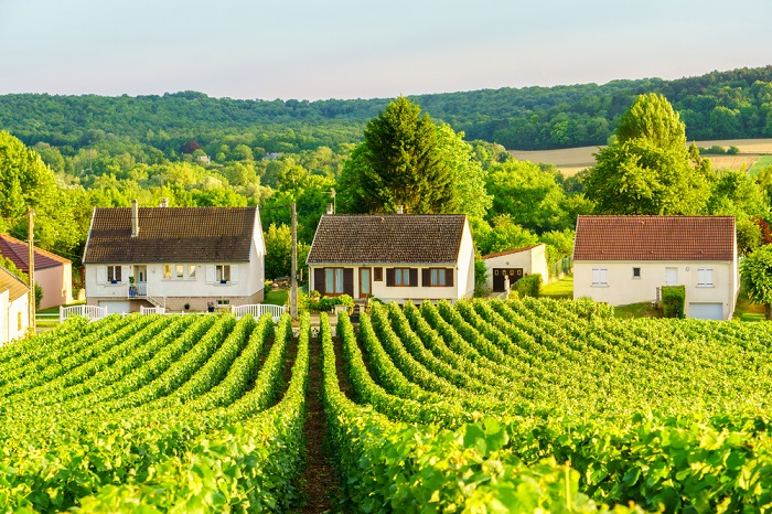 Weinreben am Montagne de reims, Champagne