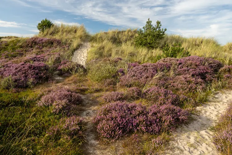 Beautiful Heather at Råbjerg Mile, Denmark