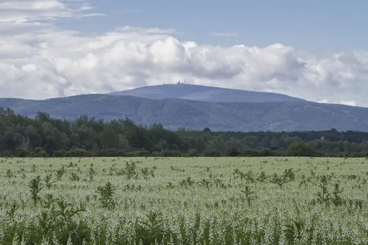 Blühende Lupinenwiese vor dem Brocken im Harz, Sachsen-Anhalt