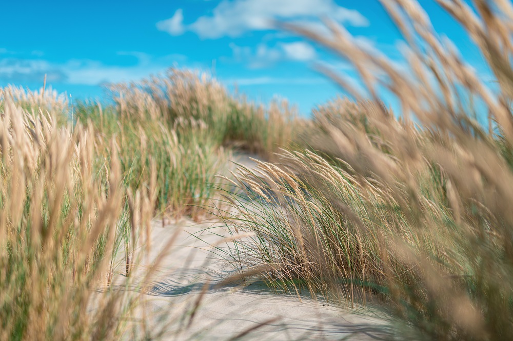 Dünen in Skagen