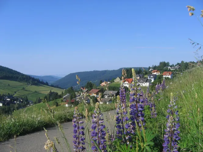 Todtnauberg_530-282821