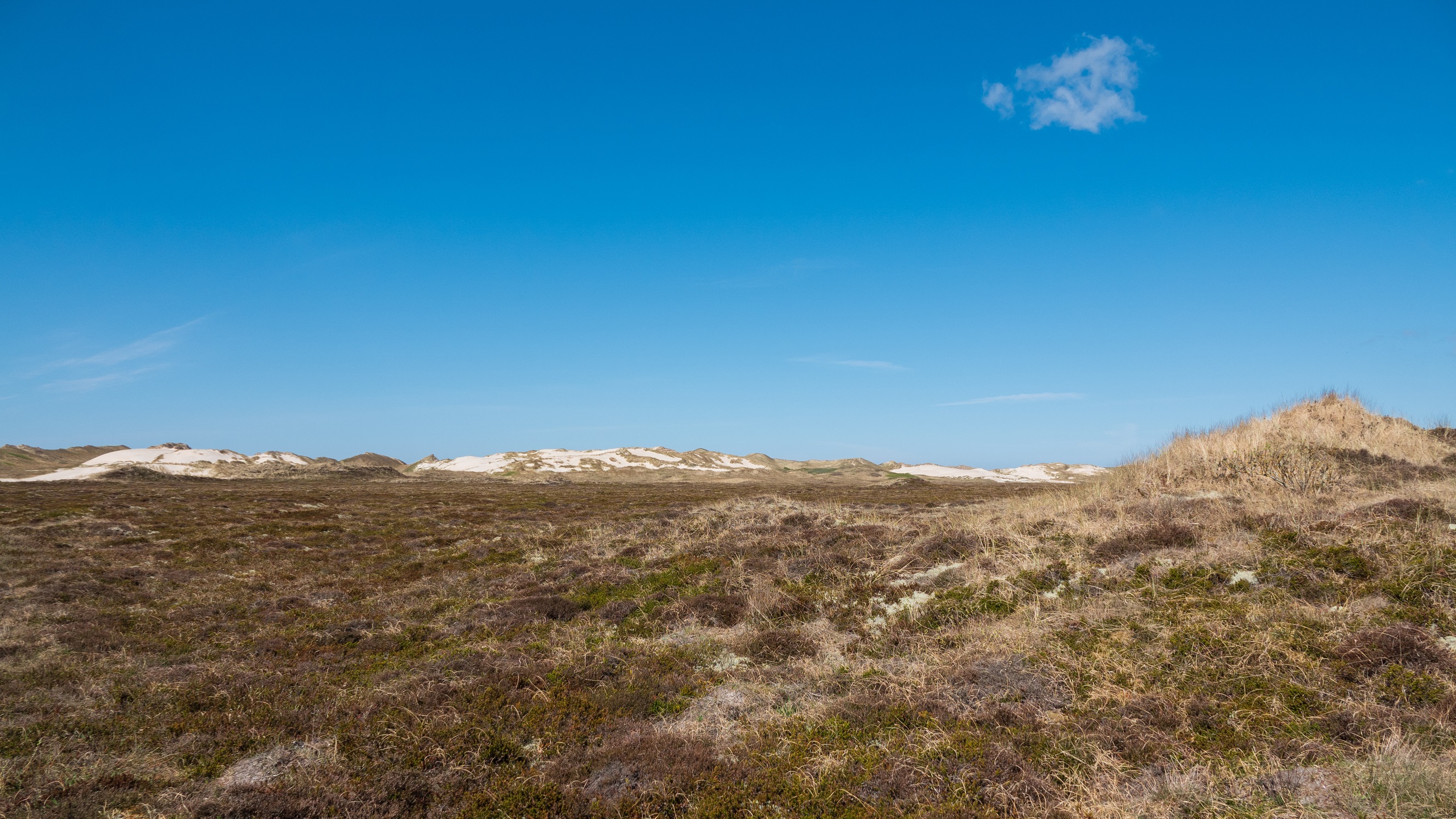 Heidelandschaft mit Dünen in der Nähe von Hvide Sande, Dänemark