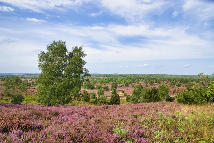 Lüneburger_Heide