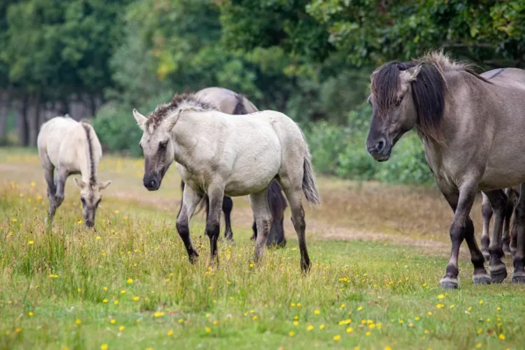 Pferde im Bøtø Naturgebiet