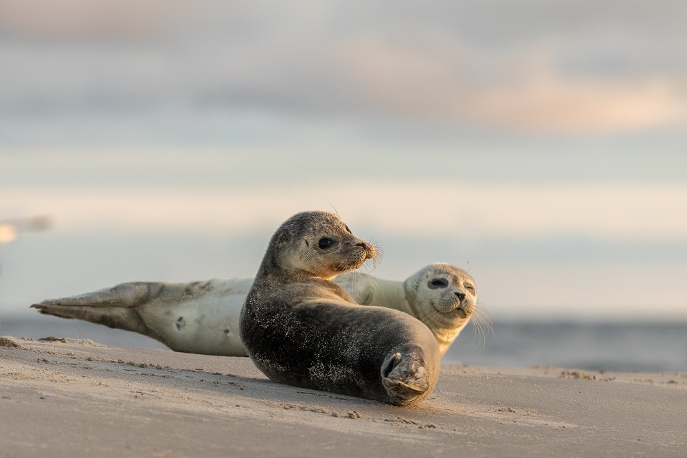 Robben in Grenen, Skagen