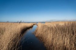 Schilf am Ufer des Sees in Dänemark