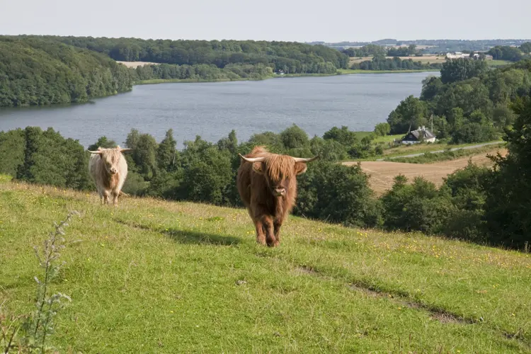 Stilling in der Nähe von Skanderborg