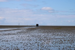 Tractor excursion to see the seals in the Danish Wadden Sea National Park on Mando island
