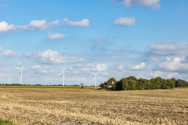Windmühlen in der Limfjord-Gegend