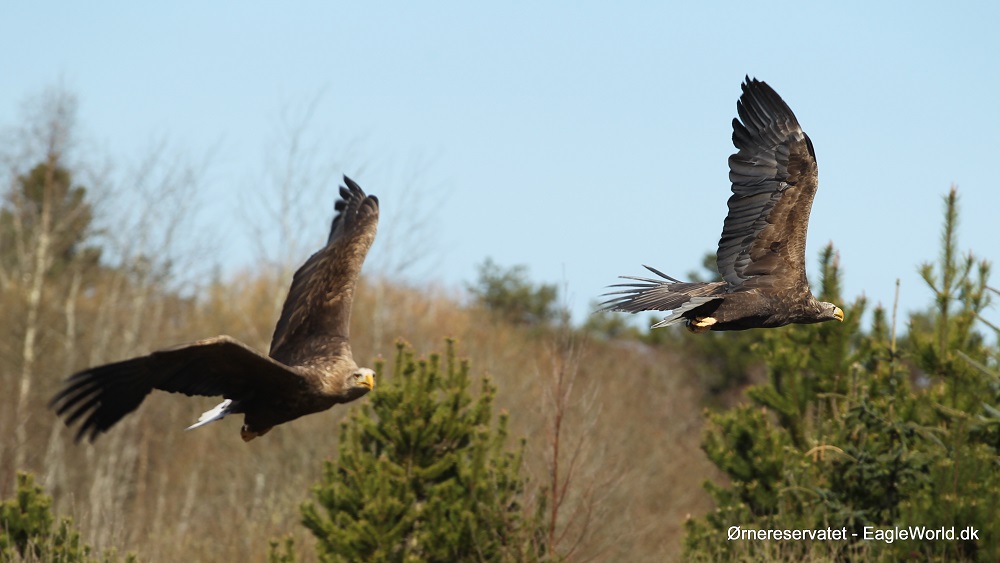 Zwei nordatlantische Steinadler kreisen am Himmel