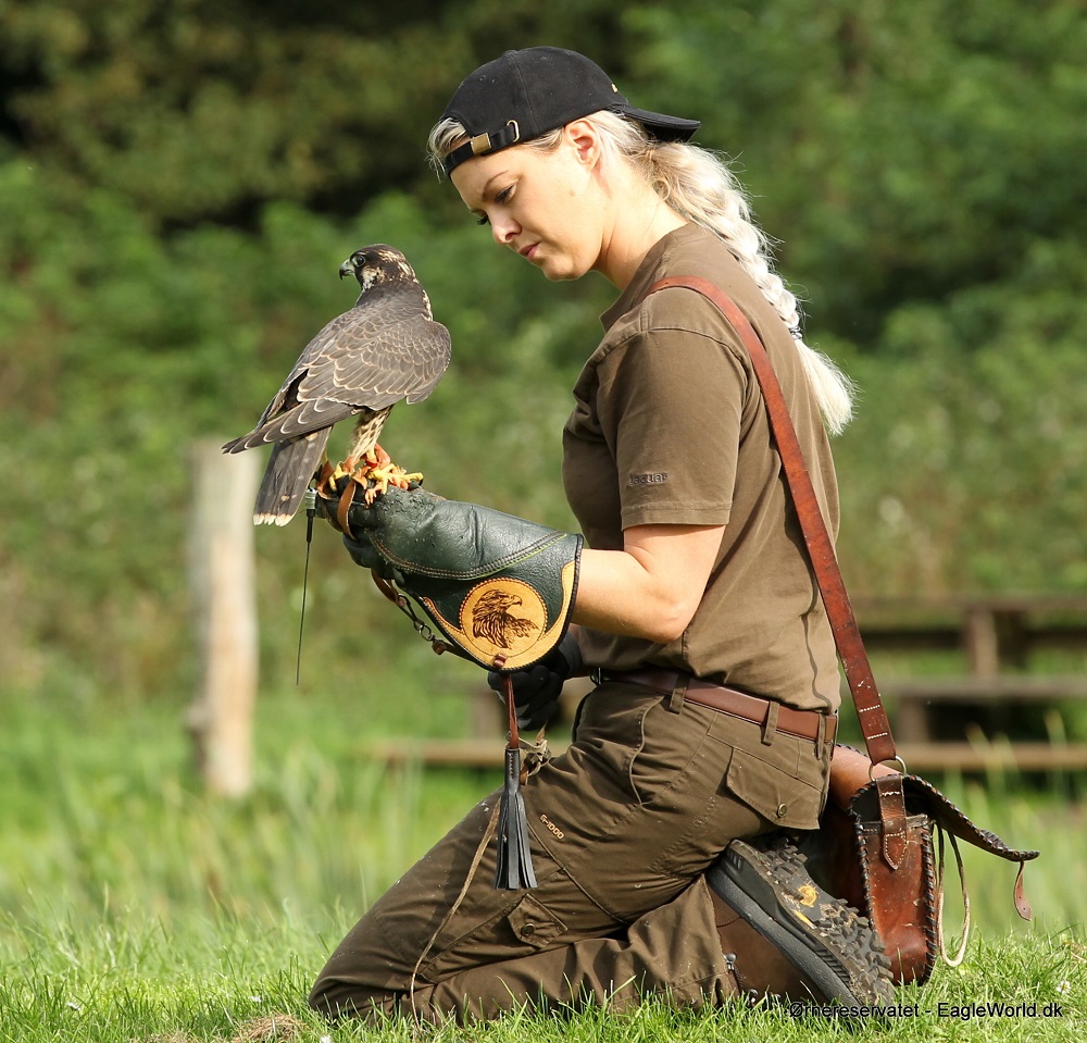 Falknerin mit einem Wanderfalken auf dem Arm
