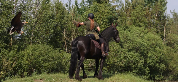Ein nordatlantischer Steinadler und ein Falkner auf einem Friesenpferd