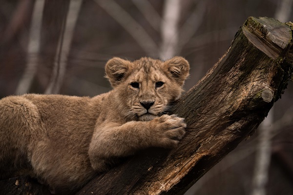 Löwenjunges im Aalborg Zoo