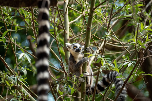 Lemur im Aalborg Zoo