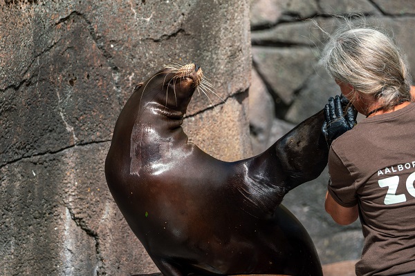 Seelöwe und Tierpflegerin im Aalborg Zoo