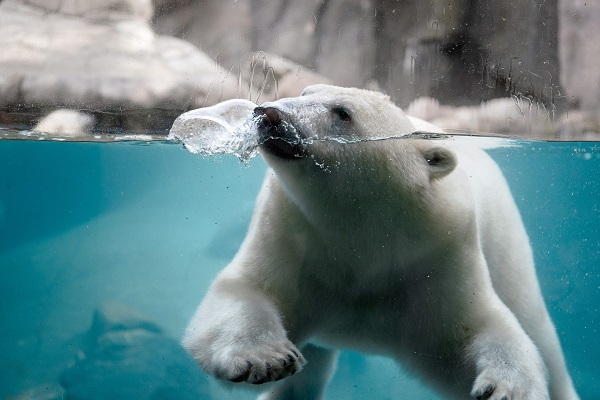 Ein schwimmender Eisbär im Aalborg Zoo