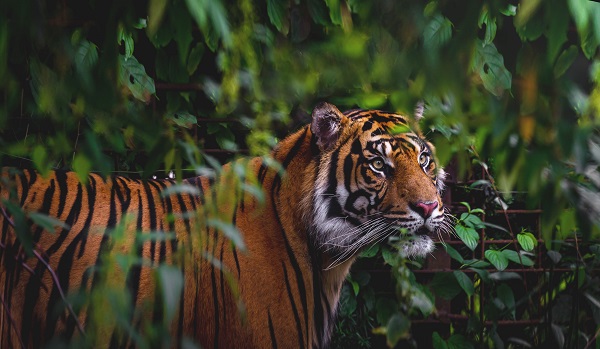 Ein Tiger im Aalborg Zoo 