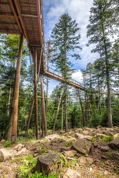Pfad im Sommer - Baumwipfelpfad Schwarzwald
