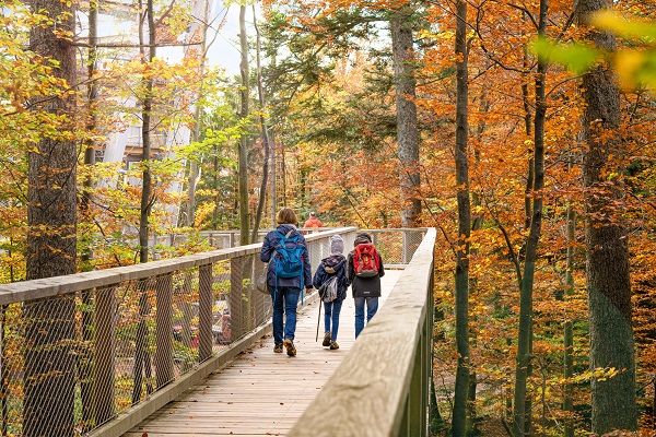 Steg im Herbst - Baumwipfelpfad Schwarzwald