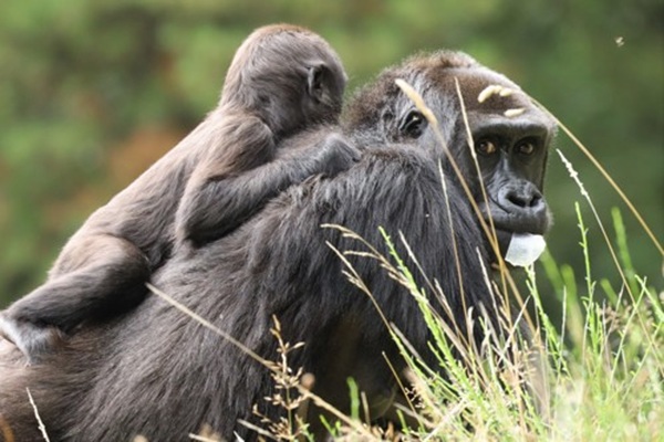 Eine Gorillamutter mit ihrem Jungen auf dem Rücken im GIVSKUD ZOO – ZOOTOPIA
