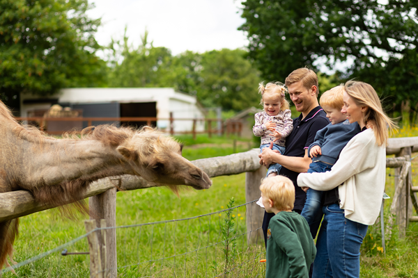 Eine Familie beim Füttern eines Kamels im GIVSKUD ZOO – ZOOTOPIA