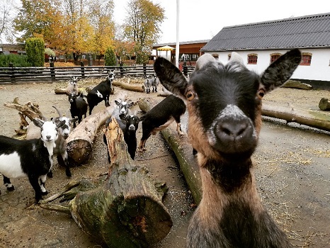 Ziegen