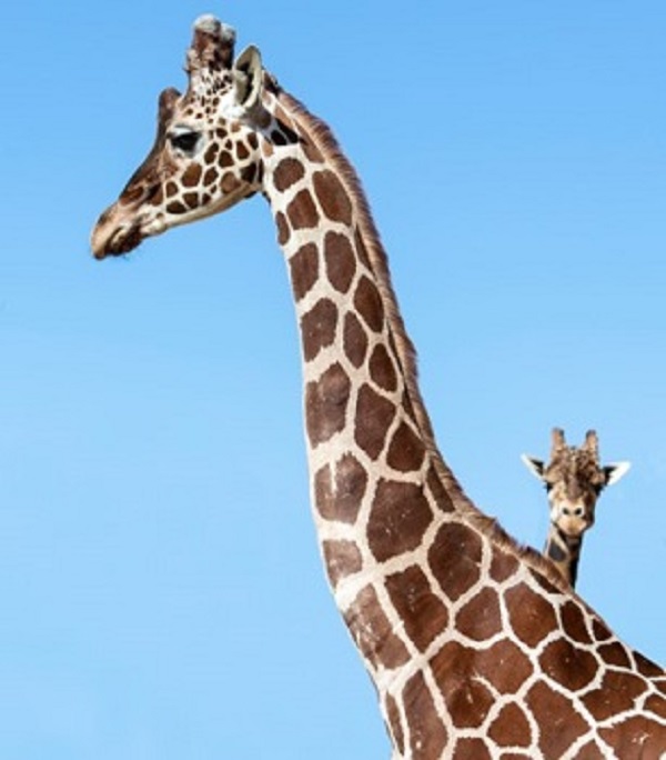 Giraffe