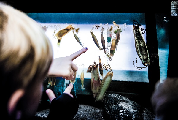 Eine Kinderhand zeigt auf ein Aquarium im JyllandsAkvariet in Thyborøn