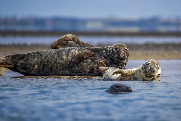 Eine Robbenfamilie auf einer Sandbank