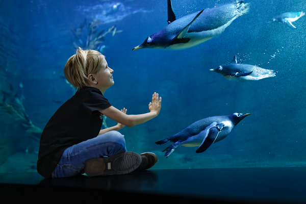 Ein Junge beobachtet schwimmende Pinguine im Kattegatcentret