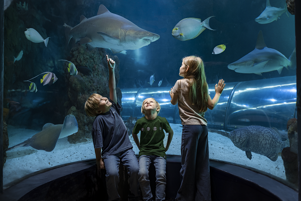 Kinder betrachten Fische im Aquarium im Kattegatcentret
