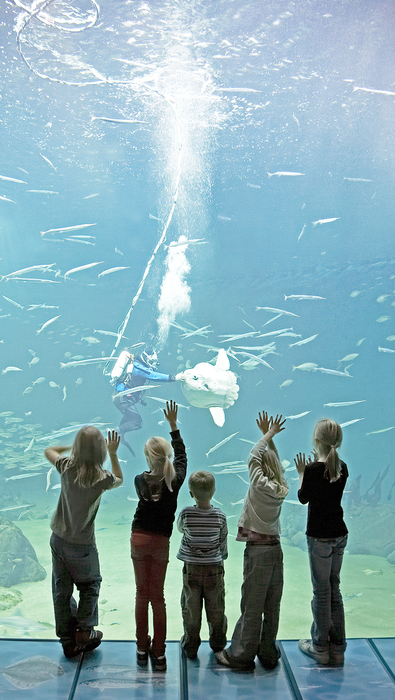Kinder betrachten Fische im gigantischen Nordsøen Oceanarium