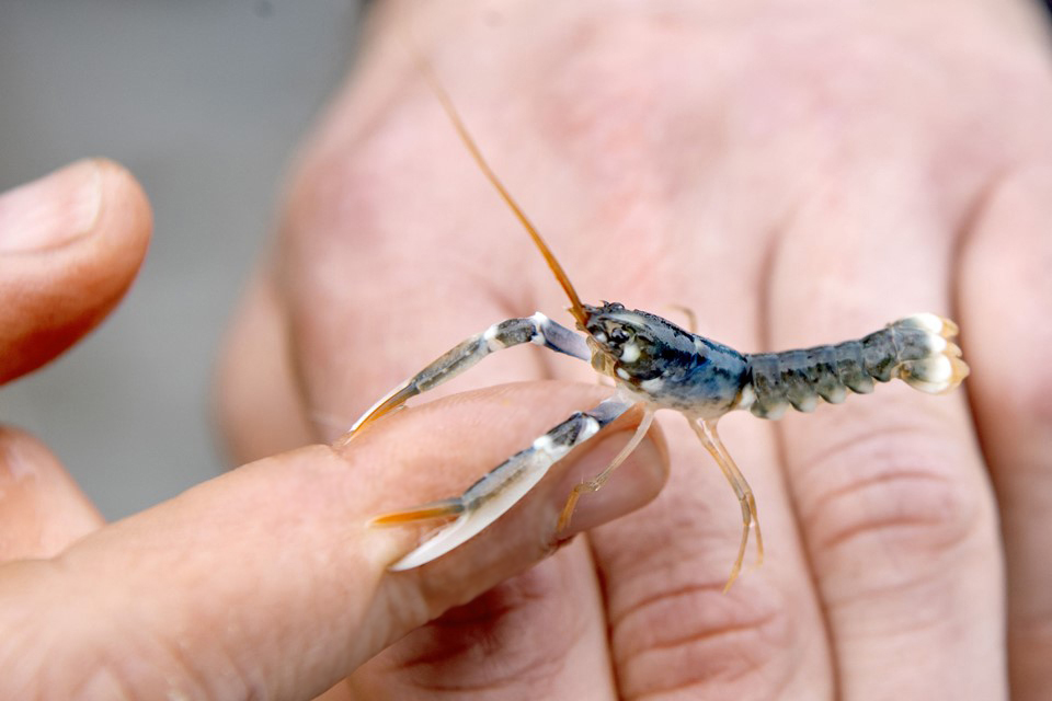 Eine Hand hält einen Krebs im Nordsøen Oceanarium