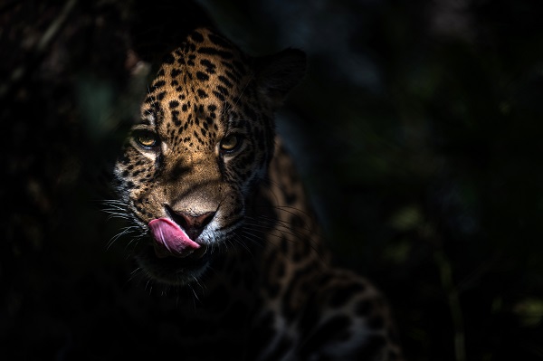 Der Jaguar Balam schleicht durch das Dickicht im Randers Regnskov