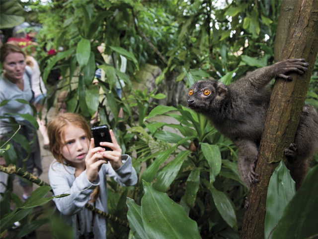 Mädchen macht ein Foto von einem Lemur im Randers Regnskov
