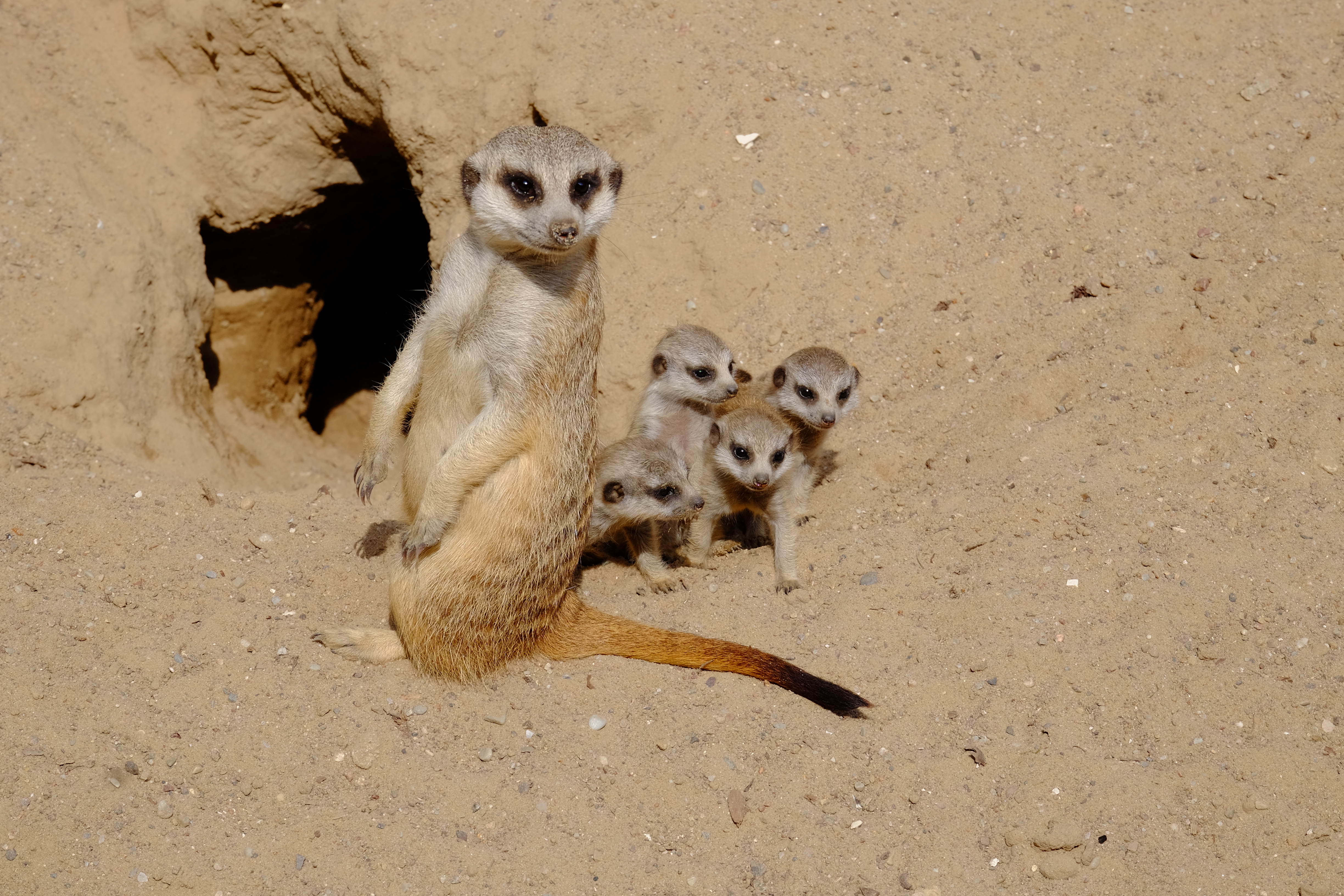 Erdmännchen mit Jungtieren - Tierpark Wolgast