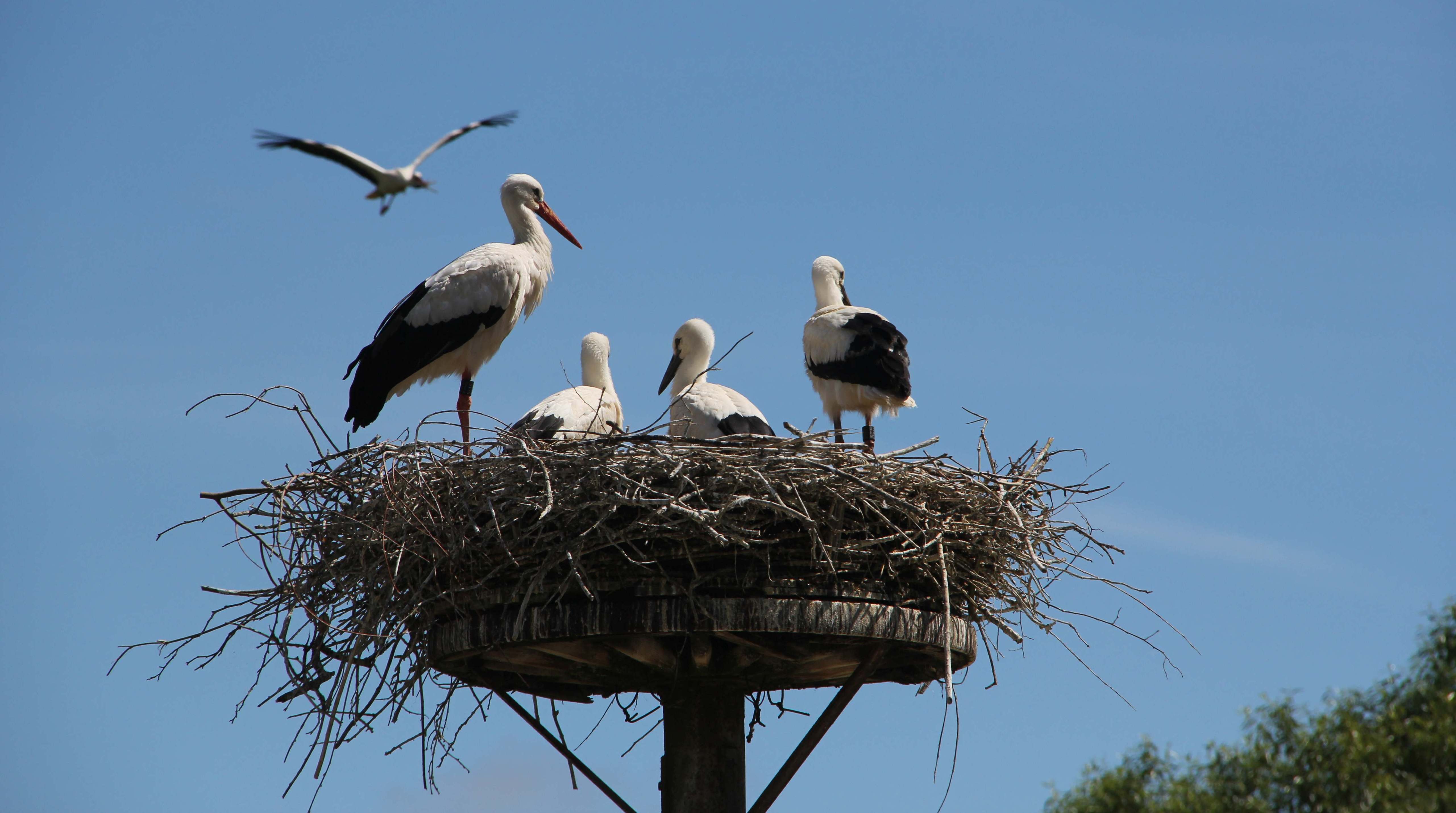 Vier Störche sitzen im Nest, ein fünfter nähert sich im Flug