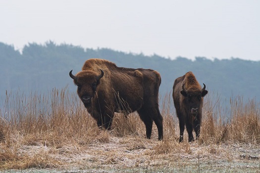 Bisons im Wildpark Schorfheide