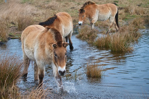 Wildpferde im Wildpark Schorfheide 