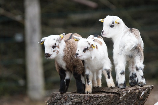 Kleine Ziegen im Wildpark Schorfheide 