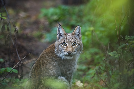 Luchs im Wildpark Schorfheide