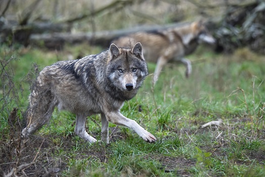 Wolf im Wildpark Schorfheide