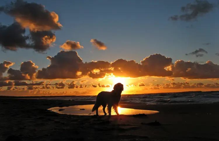 blavand hundestrand