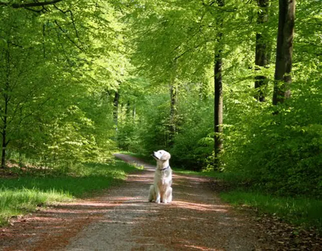 blavand hundewald