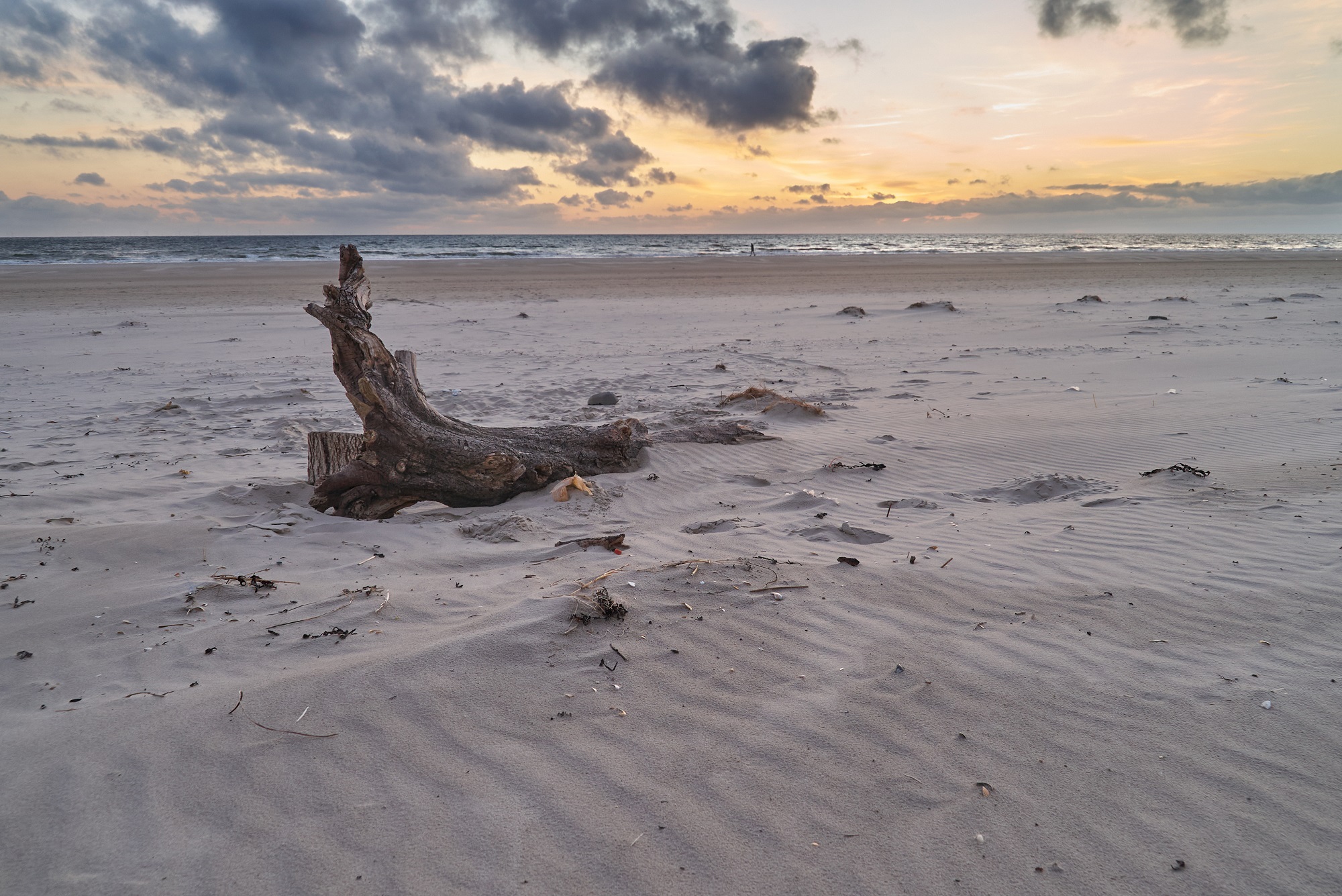 Ein Stück einer alten Wurzel liegt im Sand des Strandes von Vejers Strand während eines malerischen Sonnenuntergangs