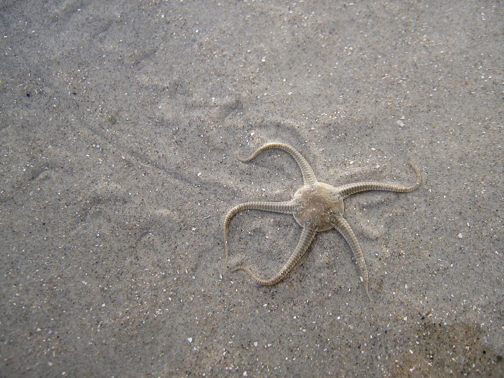 Schlangenstern mit Bewegungsspur (aufgenommen am Strand der Nordsee auf der Insel Fanö, Dänemark)