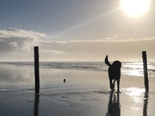 Labrador auf der Insel Römö