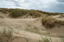 Malerische Sanddünen in Lakolk auf der Insel Römö.